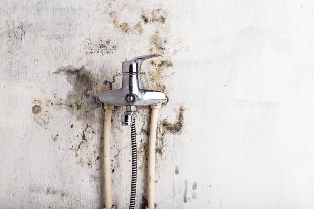 Best Toxic Mold Removal  in Underwood Petersville, AL