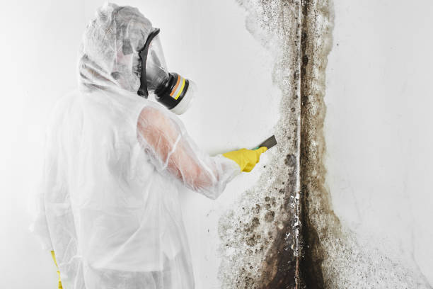 Best Office Mold Removal Services  in Underwood Petersville, AL