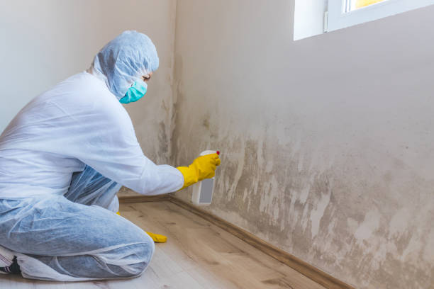 Mold Testing and Removal in Underwood Petersville, AL