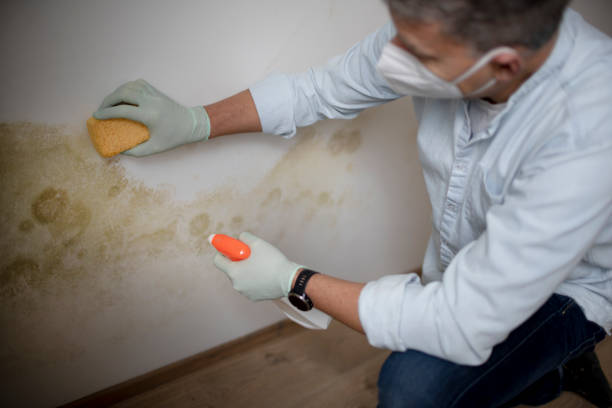Best Mold Cleaning Services  in Underwood Petersville, AL