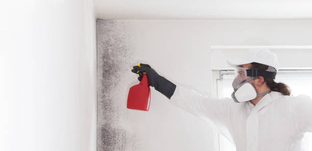Best Mold Testing  in Underwood Petersville, AL