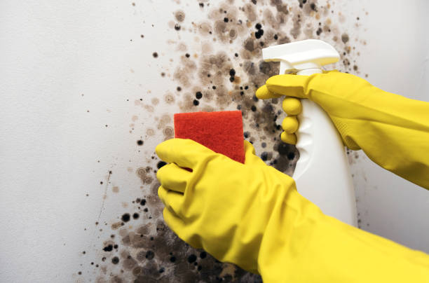 Best Same-Day Mold Removal  in Underwood Petersville, AL