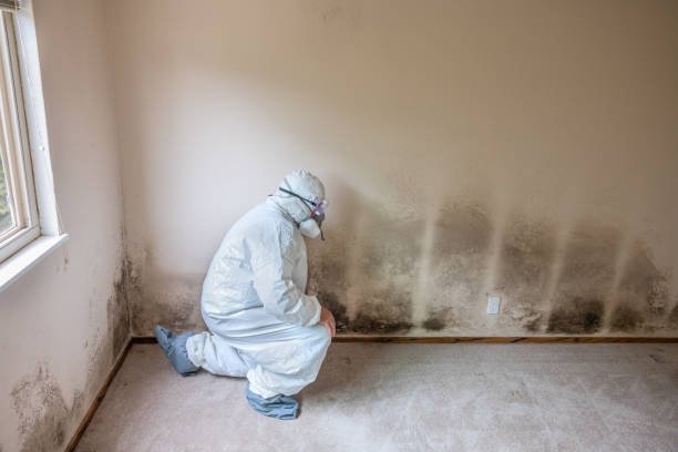 Best Black Mold Removal  in Underwood Petersville, AL