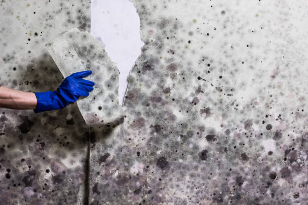 Underwood Petersville, AL Mold Removal Company
