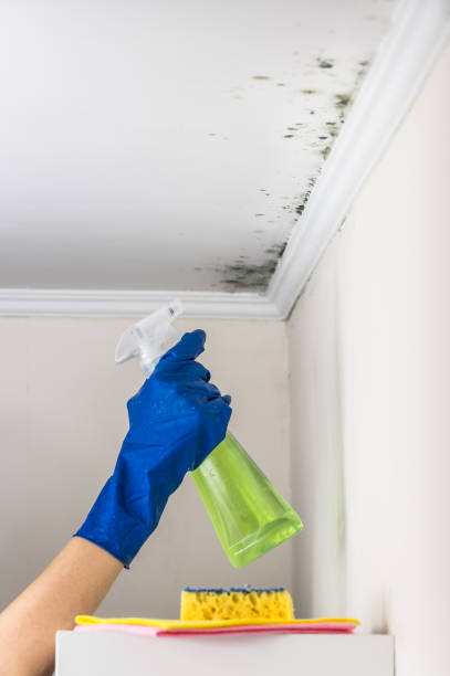 Best Home Mold Removal  in Underwood Petersville, AL