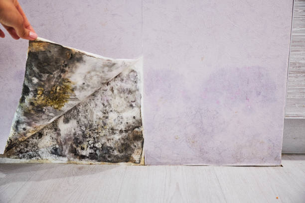 Best Fast Mold Removal  in Underwood Petersville, AL